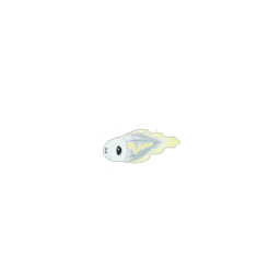 Anchwatt (not shiny)
