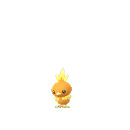 Torchic Community Day: Normal Torchic