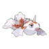 Goldeen Pokémon GO